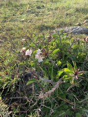 Pachypodium saundersii
