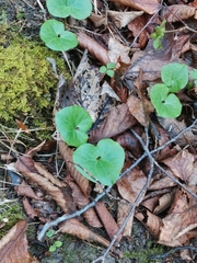 Asarum caucasicum