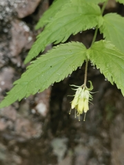 Paederota lutea