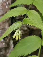 Paederota lutea