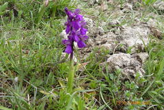 Anacamptis morio
