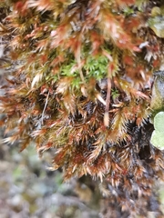 Orthothecium rufescens