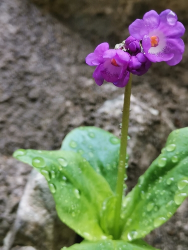 Image of Carniolan Primrose (Primula carniolica) by (c) Ljaž, some rights reserved (CC BY)