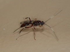 Paraphylax