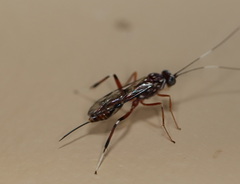 Paraphylax
