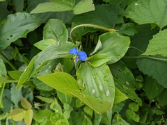 Commelina