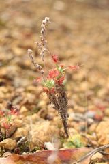 Drosera lasiantha