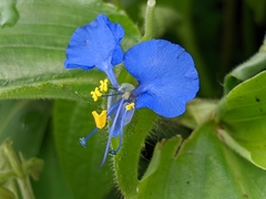 Commelina