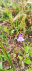 Linaria algarviana