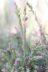 Leucopogon glacialis