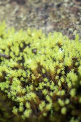 Breutelia pendula