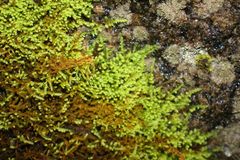 Thuidiopsis sparsa