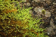 Thuidiopsis sparsa