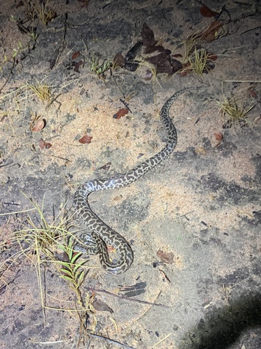 Spotted Python sighting