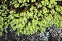 Breutelia pendula