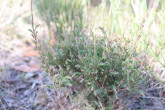 Leucopogon glacialis