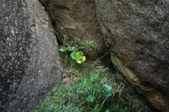 Ornduffia calthifolia