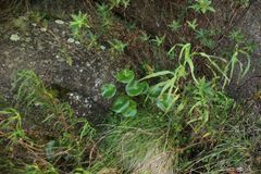 Ornduffia calthifolia