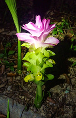 Curcuma aromatica