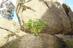 Ornduffia calthifolia