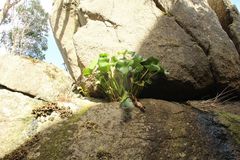 Ornduffia calthifolia