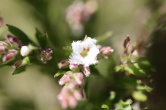 Leucopogon glacialis
