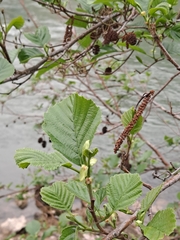 Alnus glutinosa