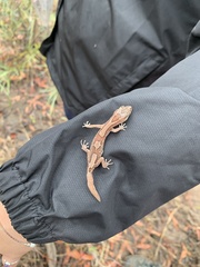 Lucasium steindachneri