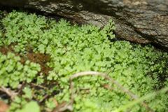 Anogramma leptophylla