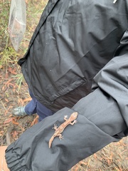 Lucasium steindachneri