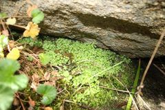 Anogramma leptophylla