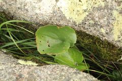 Ornduffia calthifolia