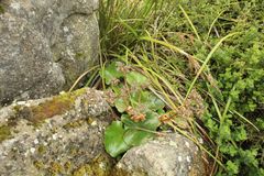 Ornduffia calthifolia