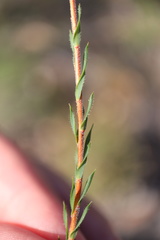 Leucopogon glacialis
