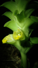 Curcuma aromatica