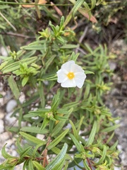 Cistus monspeliensis