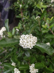 Pyracantha fortuneana