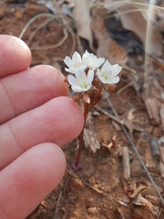 Drosera squamosa