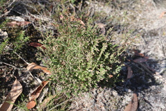 Leucopogon glacialis