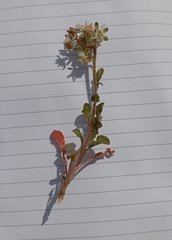 Reseda phyteuma