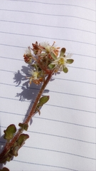 Reseda phyteuma