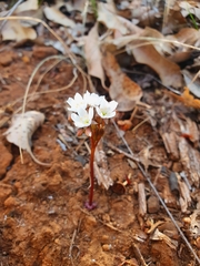 Drosera squamosa