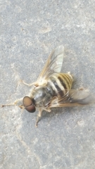 Goniops chrysocoma