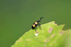 Lilioceris quadripustulata