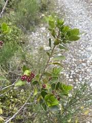 Rhamnus alaternus