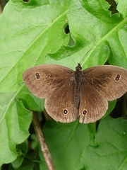 Ypthima multistriata