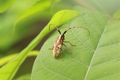 Cremnosterna carissima