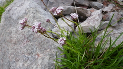 Valeriana apula