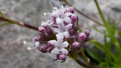 Valeriana apula