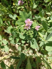 Trifolium resupinatum